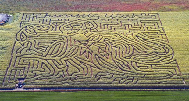 Corn mazes